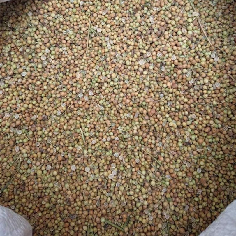 Small Varietal Coriander Seed