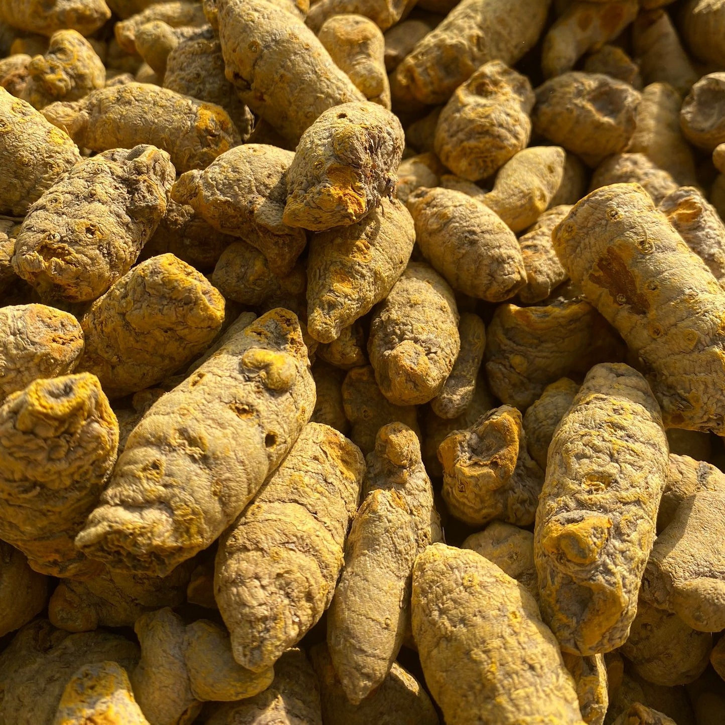 Kasuri Turmeric