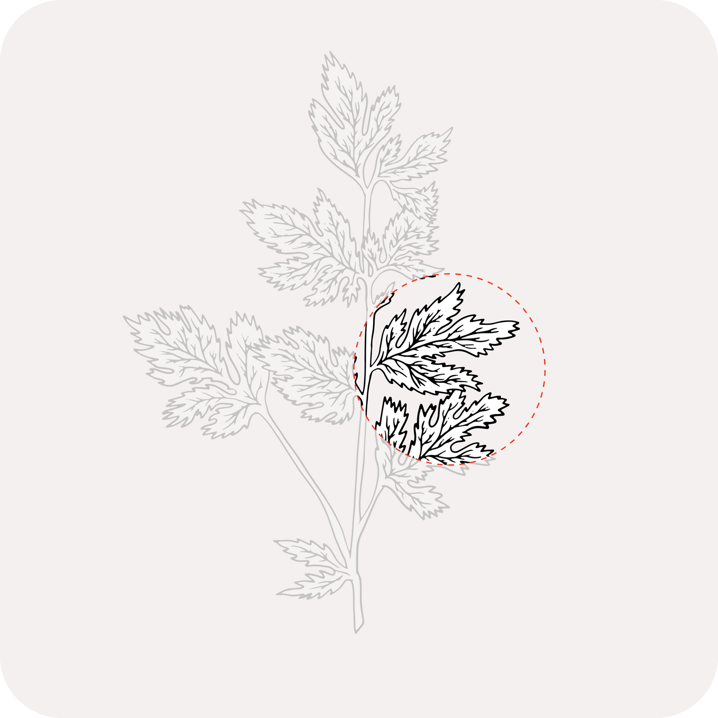 Large Varietal Sindhi Coriander