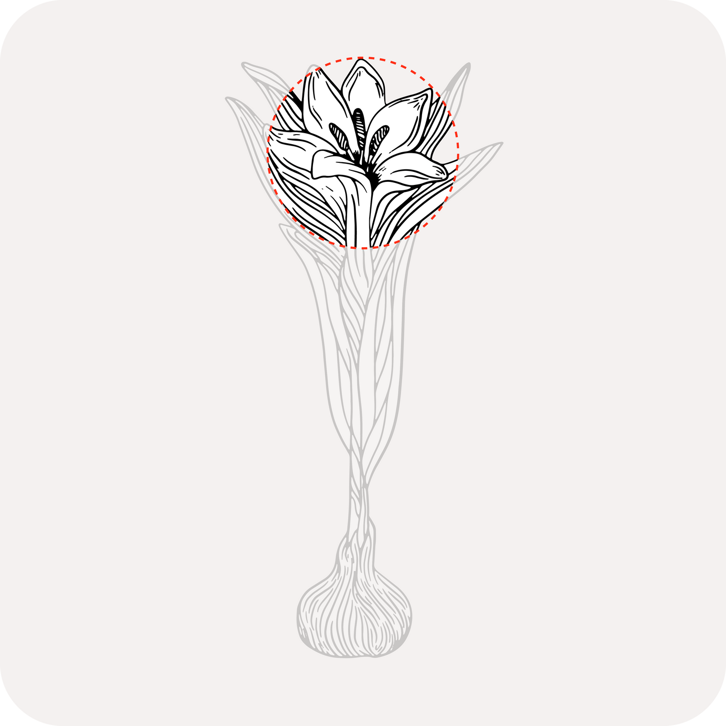 Herati Saffron