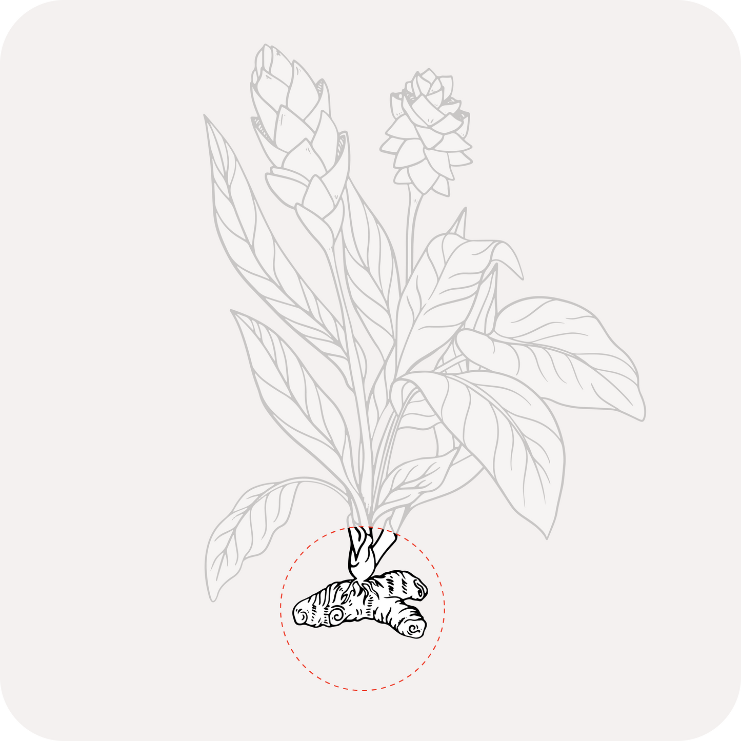 Kasuri Turmeric