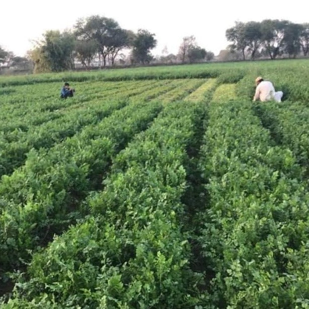 Large Varietal Sindhi Coriander