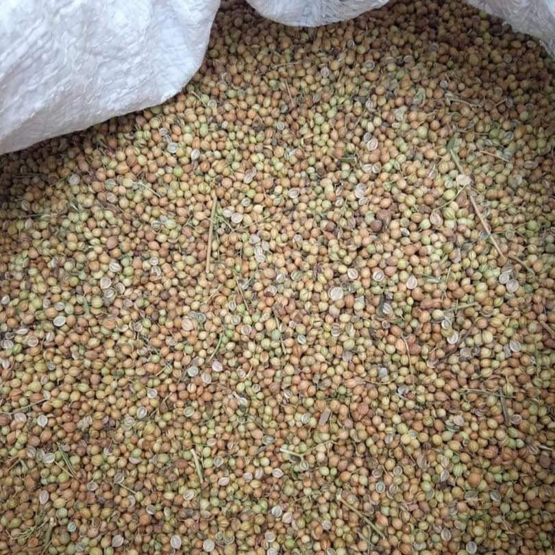 Large Varietal Sindhi Coriander