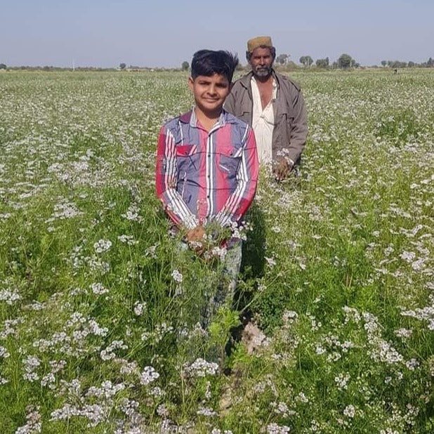 Large Varietal Sindhi Coriander