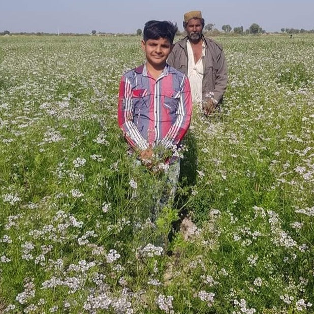 Small Varietal Coriander Seed